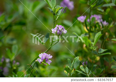 紫horse魚（紫肥，英語：苜蓿，紫花苜蓿） 68367657