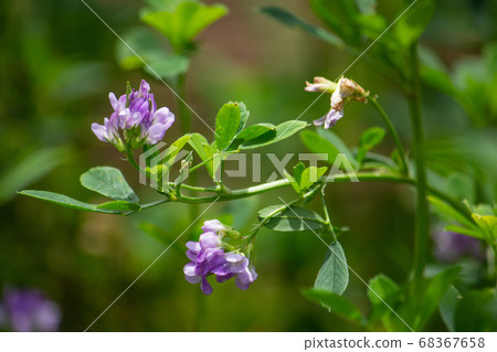 紫horse魚（紫肥，英語：苜蓿，紫花苜蓿） 68367658