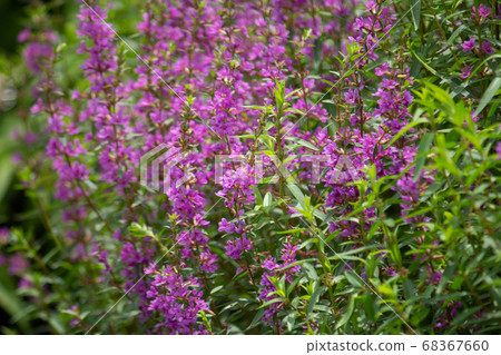 The flowers of Misohagi (Sakaki Hagi, scientific name: Lythrum anceps) are in full bloom, and the source of herbal medicine called Senkutsusai. 68367660