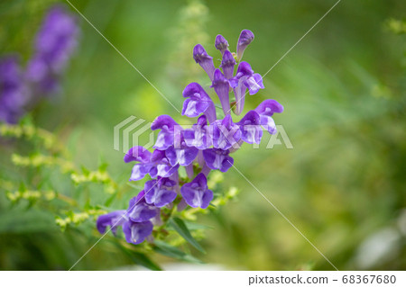 Kobanebana (golden flower, Scutellaria baicalensis Georgi, Scutellar 68367680