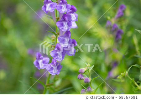 Kobanebana (golden flower, Scutellaria baicalensis Georgi, Scutellar 68367681