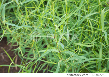 Mishima Psycho (Mishima Saiko, Bupleurum scorzonerifolium), Chinese herbal medicine raw material, Daisaikoto Mishima Psycho (Mishima Saiko, Bupleurum scorzonerifolium), Chinese herbal medicine raw material, Daisaikoto 68367739