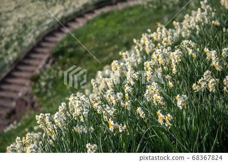 水仙花早期的春天圖像 68367824