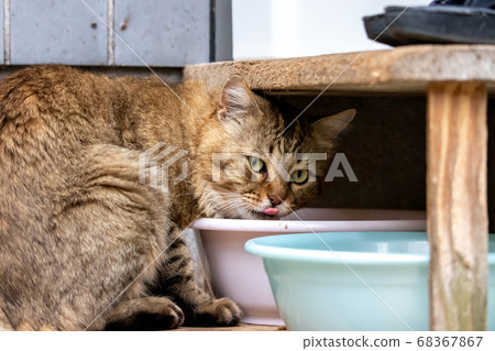 Stray cat's portrait Stray cat's portrait 68367867