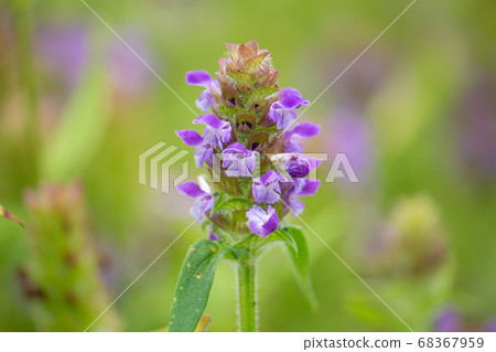 豬籠草(Sora paniculata,Astragalus,學名:Prunella vulgaris L.subsp.asiati 豬籠草(Sora paniculata,Astragalus,學名:Prunella vulgaris L.subsp.asiati 68367959