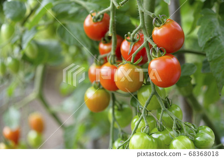 菜園裡種的櫻桃番茄 68368018