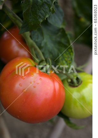 菜園裡種的西紅柿 68368023