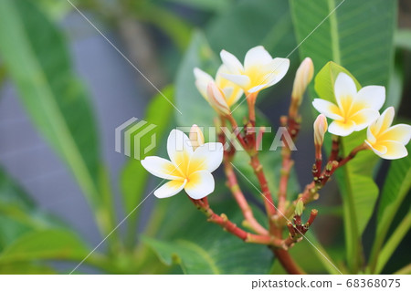 Plumeria flowers 68368075