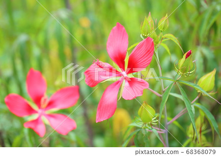 泰坦比卡斯花 68368079