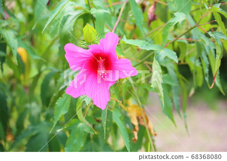 Titan Bikas Flower 68368080