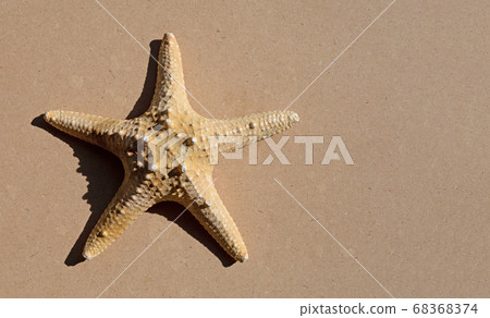 Starfish brown plywood background. 68368374