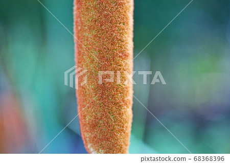 香蒲的耳朵在河的邊緣 68368396