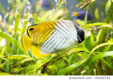 Spiny butterfly Spiny butterfly 68368781