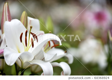 高原百合花 68368924