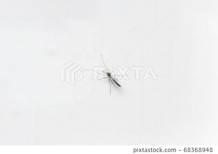 Mosquito perched on white wall 68368948