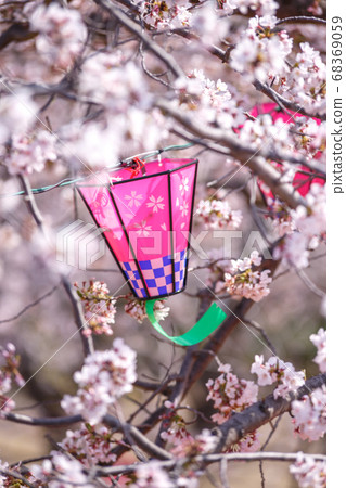 Cherry blossom and lantern spring image Cherry blossom and lantern spring image 68369059