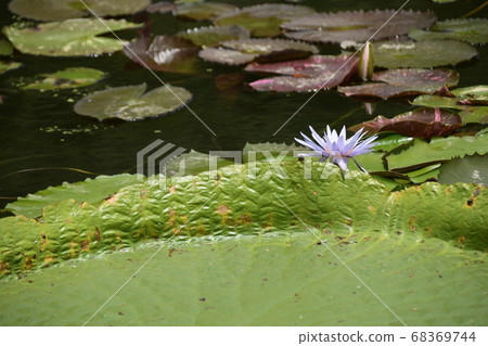 Lobster leaf and blue water lily flower Lobster leaf and blue water lily flower 68369744