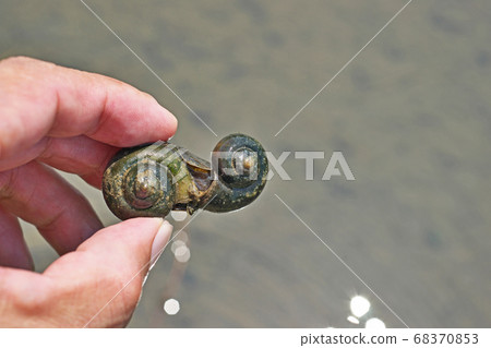 Snails inhabiting paddy fields 68370853