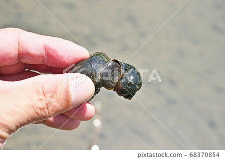 Snails inhabiting paddy fields Snails inhabiting paddy fields 68370854