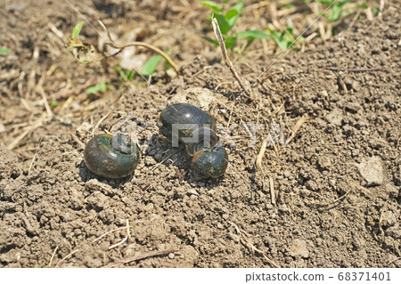 Appearance of snail 68371401