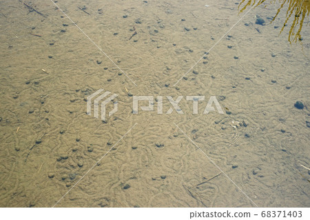 Snails inhabiting paddy fields 68371403