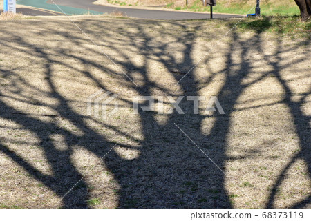 Shaded tree 68373119
