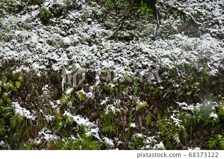 柵欄和被雪覆蓋的植物 柵欄和被雪覆蓋的植物 68373122