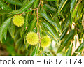 Chestnut Tree 68373174
