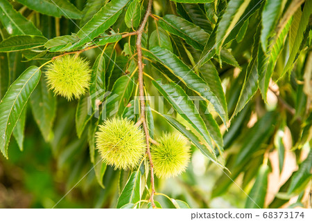 Chestnut Tree 68373174