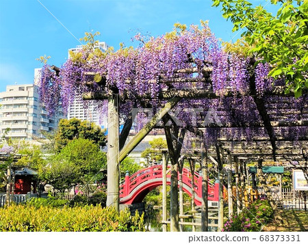 The wisteria of Kameido Tenjin Shrine The wisteria of Kameido Tenjin Shrine 68373331