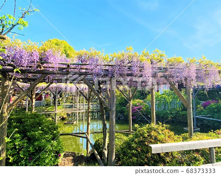 The wisteria of Kameido Tenjin Shrine The wisteria of Kameido Tenjin Shrine 68373333
