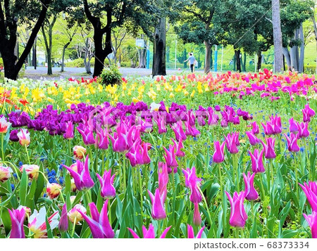 Flowers of Sarue Park Flowers of Sarue Park 68373334