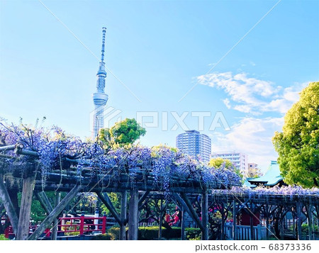 龜戶天神神社的紫藤和天空樹 龜戶天神神社的紫藤和天空樹 68373336