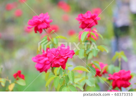 Rose flower Rob Roy 68373353