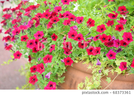 Petunia flower Petunia flower 68373361