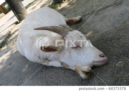 Drowsing goat 68373378