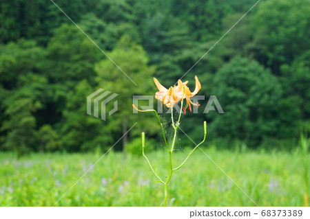 Lily of the Omikai Marsh in Nagano Prefecture Lily of the Omikai Marsh in Nagano Prefecture 68373389