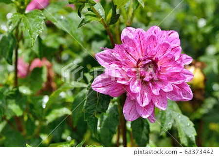 大麗菊;大麗菊屬(Dahlia pinnata Cav.) 大麗菊;大麗菊屬(Dahlia pinnata Cav.) 68373442