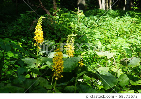 The source of Himekawa in Nagano prefecture The source of Himekawa in Nagano prefecture 68373672