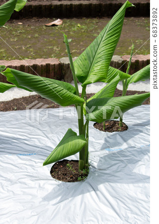 Turmeric (Utsukin, Kokin, Ukin, Tamakane): Scientific name Curcuma longa [syn. C. domes 68373892