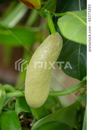 薄片，也被稱為菠蘿蜜水果 68373893