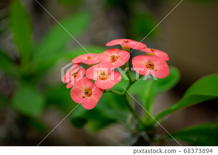 Hanakirin,科學名稱:Euphorbia milii Hanakirin,科學名稱:Euphorbia milii 68373894