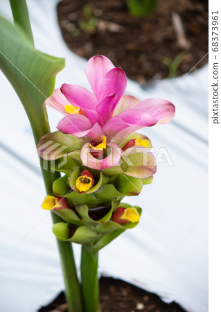 Gajutsu (I'm not sure, English name: zedoary, Scientific name: Curcuma zedoaria), also known as: Purple Turmeric: Shi Gajutsu (I'm not sure, English name: zedoary, Scientific name: Curcuma zedoaria), also known as: Purple Turmeric: Shi 68373961