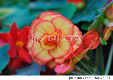 美麗佳人-麗格海棠  (Begonia hiemalis Fostsch) 68374041