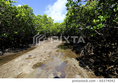 Ishigakijima的紅樹林 68374042