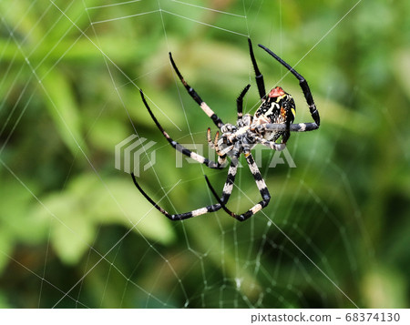 huge orb-weaver spider huge orb-weaver spider 68374130