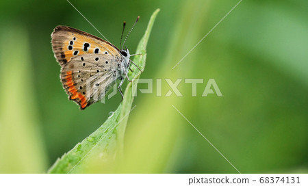 small copper butterfly resting on a leaf small copper butterfly resting on a leaf 68374131