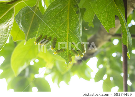 吃柿子葉的蛾的幼蟲 68374499