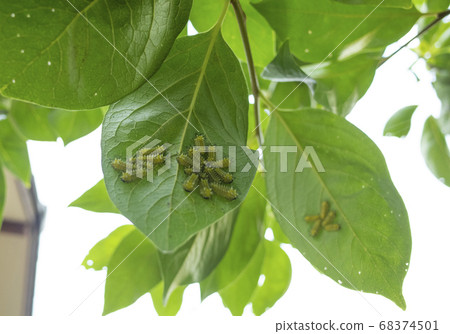 蛾幼蟲聚集在柿葉上 蛾幼蟲聚集在柿葉上 68374501