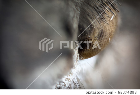 eye of moth macro 68374898